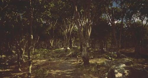 Nature Shines in a Dense Forest Highlighted By Sunlight During the Day