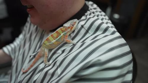 Caméléon apprivoisé Caméléon sur l'épaule
