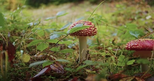 Fly Agaric Mushrooms with Red Caps and White Spots in the Forest Autumn Nature and Mycology Concept