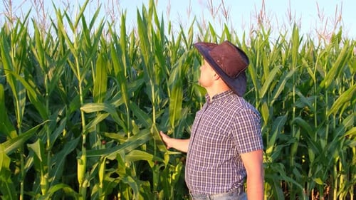 A Young Farmer Walks Through a Green Corn Field and Looks for Sick Corn