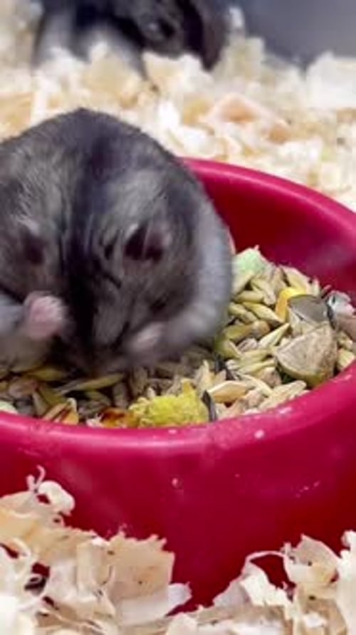 Adorable Hamster Eating Food in a Red Dish