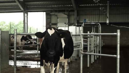 Cows on a dairy farm eating. Cattle of cows