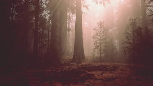 A Dense Forest with Towering Trees