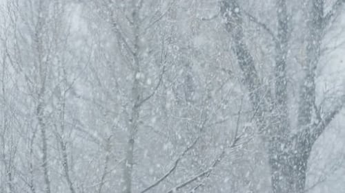 Snowfall Scene with Snow-Covered Trees in Winter