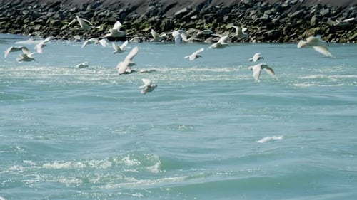 Flock Of Seagulls Flying Over Sea By Coastline