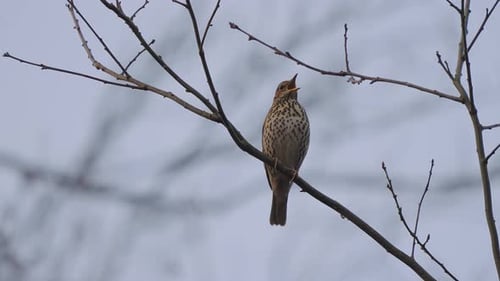Song thrush bird tweeting while perched on a tree branch in the forest - low angle shot with blurry