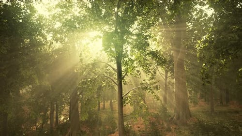 Forest Trees Nature Green Wood Sunlight View
