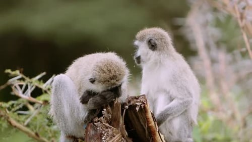 Cute Monkeys playing on tree stump