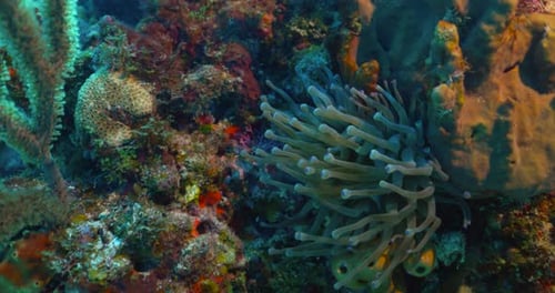 Anemone on the reef in Cancun Mexico.