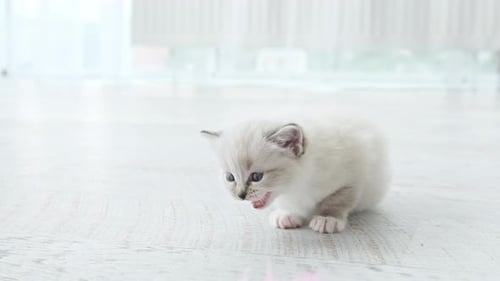Adorable White Kitten Sitting on White Floor