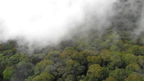 Aerial view of forest in Guatemala