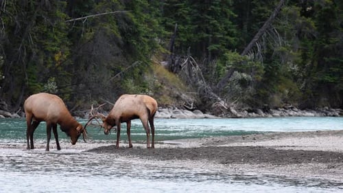 Elk male bulls challenge and lock antlers during rutting season on stream's edge in scenic Jasper, A