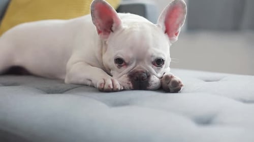 Face White Cute French Bulldog Lying on Couch Young Looking Sideways Dog House Face Banner Animal