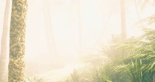 Misty Forest Path with Tall Trees and Lush Greenery During Early Morning