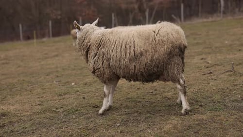 Sheep Profile Peaceful Farm Grazing Sheep
