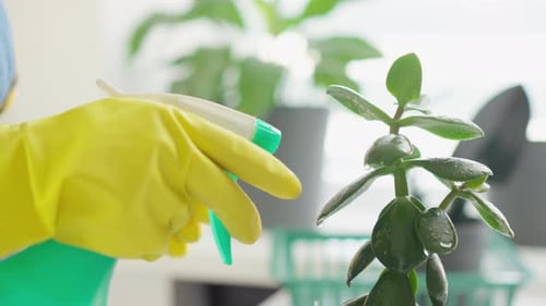 Spraying Houseplant with Water in Bright Room