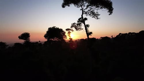Aerial shoot sunrise forest at Pagilaran Batang ,Central Java
