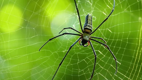Macro Spider on the Web