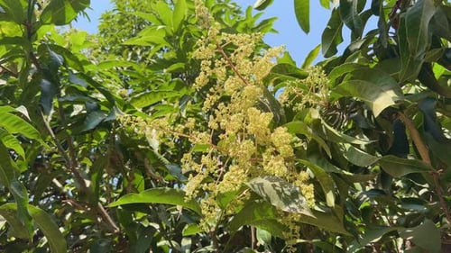 Flower of mango