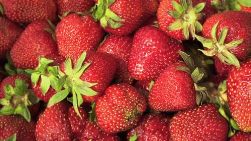 Fresh and Delicious Strawberries Close Up View