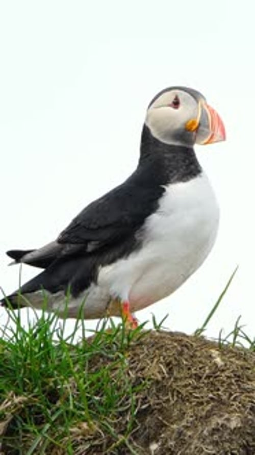 Vertical Screen Atlantic Puffin Sitting on Cliff Top in Iceland Nature Wildlife Shot Cute Bird in