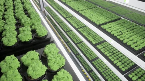 Modern Vertical Farm with Hydroponic Plants and LED Lighting