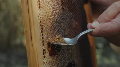 Close-up view of honey harvesting from a honeycomb tray from the beehive.