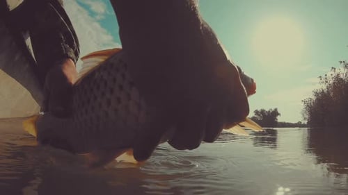 Angler releases carp fish back into the river from the boat
