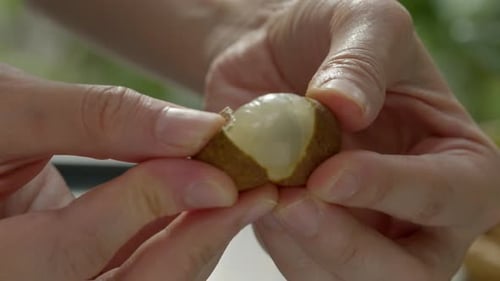 Sweet longan fruit, traditional asian fruit, closeup on peeling process
