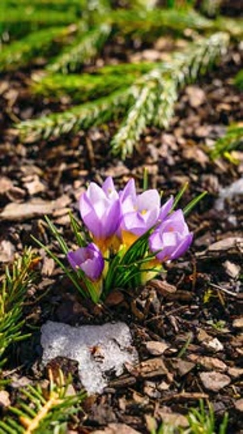 Vertical full day timelapse close up of small crocus flower blooming through melting snow in early s