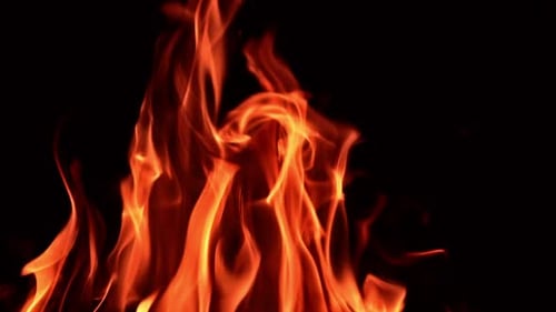 Flames of fire in the big campfire. Burnt wood protruding from blaze. Close up. Black backdrop.