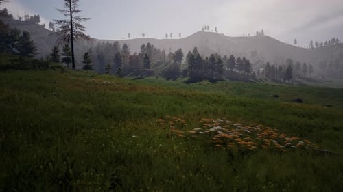 Pine Tree Forrest in the Montains