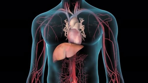 Detailed 3D illustration of human circulatory system anatomy