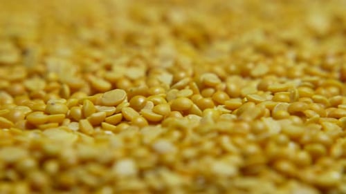 Close Up of Yellow Split Peas Macro Shot
