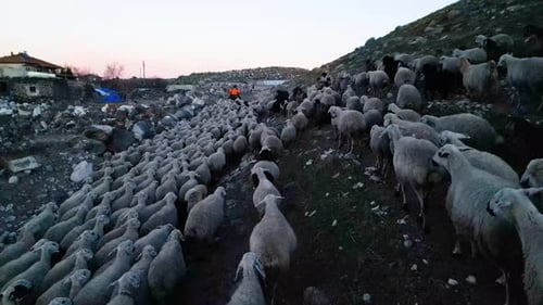 Herd of Sheep