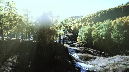 Bright Sunset in the Mountains with Yellow Forest