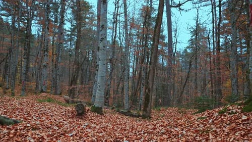 Autumn Forest Gimbal Walk