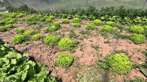Growing Lettuce Plants in a Farm Greenhouse Vegetable Garden on His Farm