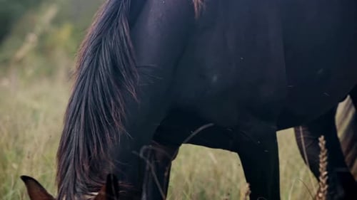 Closeup of a Brown Horse Grazing in Tall Grass Capturing the Texture of Its Mane and Ears Surrounded
