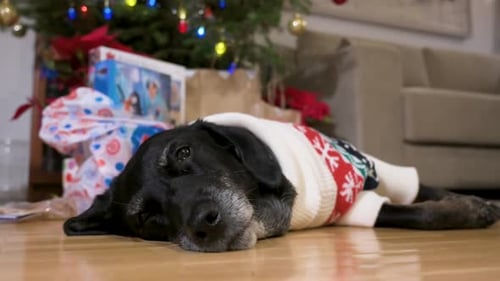 Dog Resting Under Christmas Tree Wearing Sweater