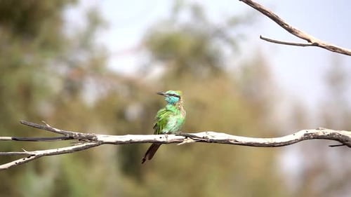 Asian green bee eater on dead branch