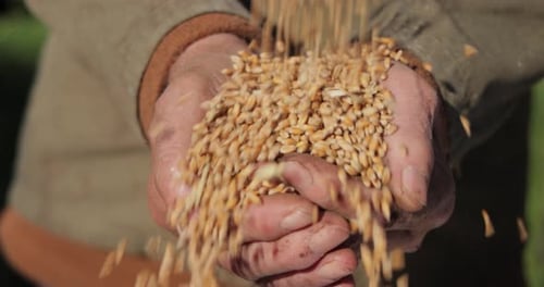 Grain Falling Through Hands in Daylight