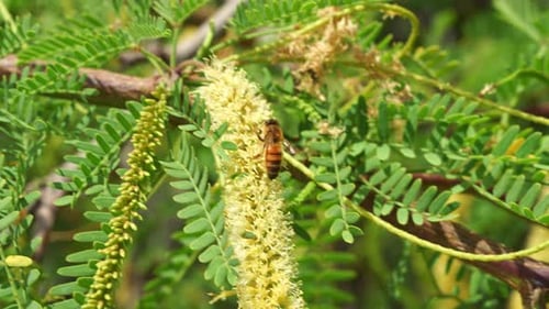Honey Bee Collecting Pollen on Yellow Flower