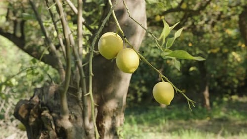 An Orchard of Citrus Trees, Three Lemons Hanging from a Branch as the Camera Moves Around. Sunbeams