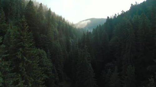 mountains covered with coniferous forest.