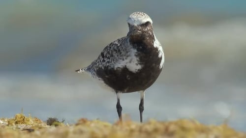 Schwarzbauchpfeifer Wilder Seevogel auf der Suche nach Nahrung am Meer im Sommer