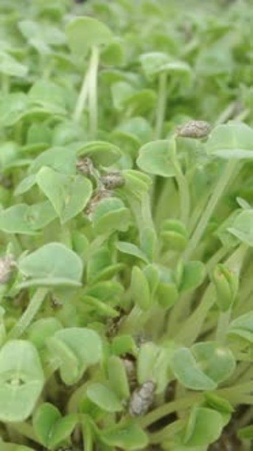 Vertical video. A Man's Hand in Close-Up Stroking Microgreens, Sprouted Chia Seed Shoots.