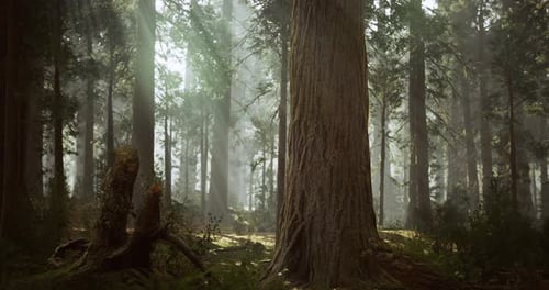 Dense Forest with Sunlight Filtering Through Trees During Early Morning