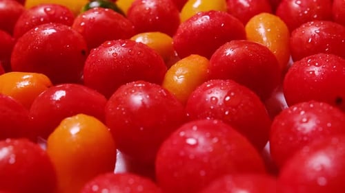 Vidéo macro de tomates cerises avec des gouttes d'eau