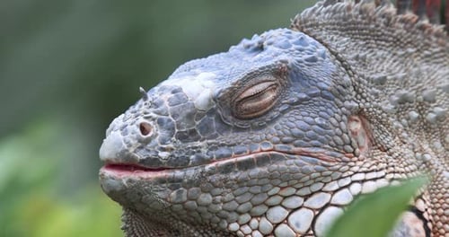 Large Iguana Close Up